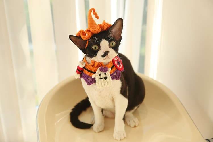 猫服  コスプレ | ハロウィン猫ちゃん用コスチューム