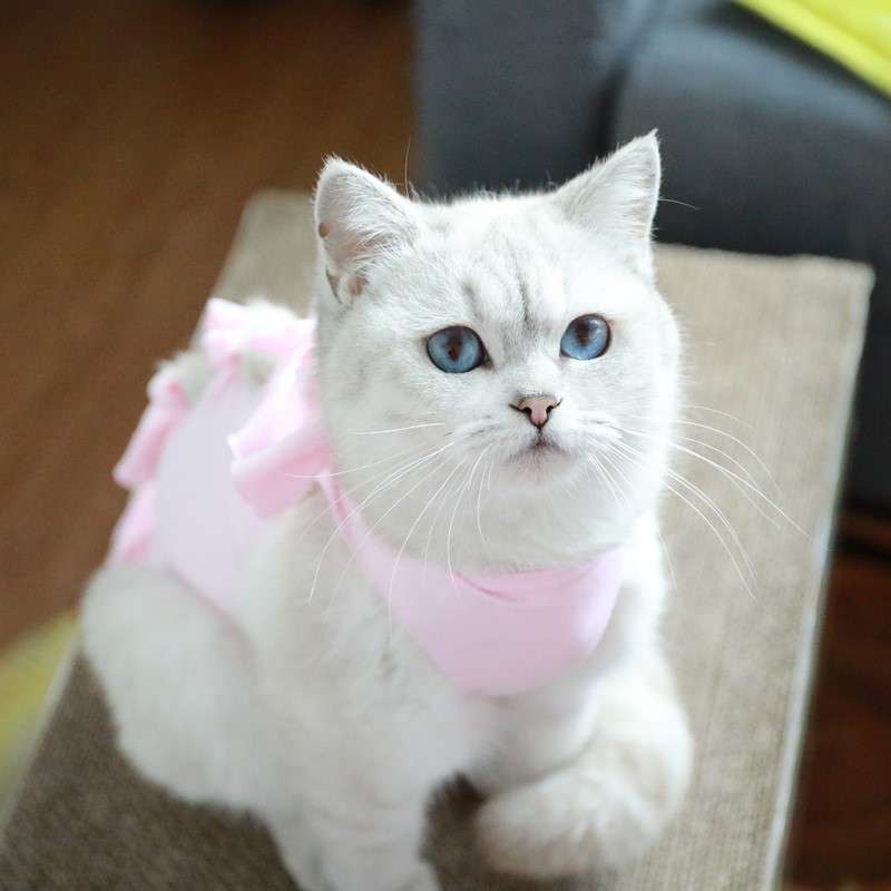 猫服  術後服 | ふわもこリボン付き猫用術後服