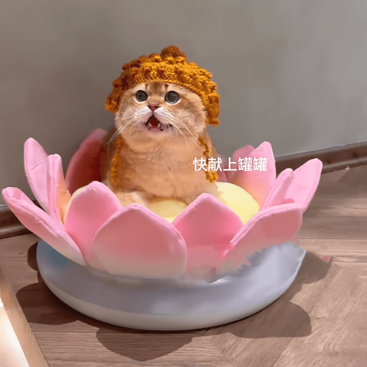猫服  帽子 | ぽこぽこニット帽 猫用あったかキャップ