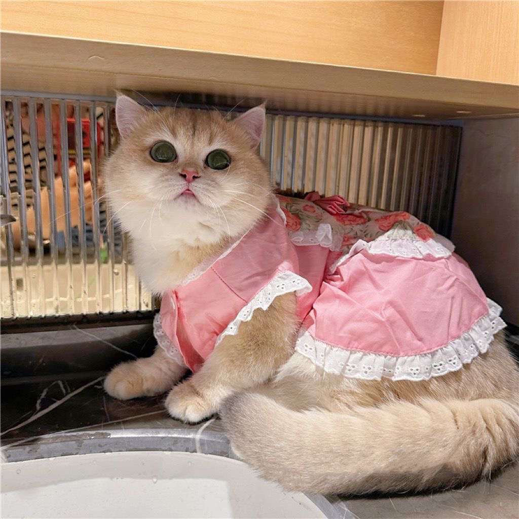 猫服  洋服 | ロココ調レース付きピンクドレス