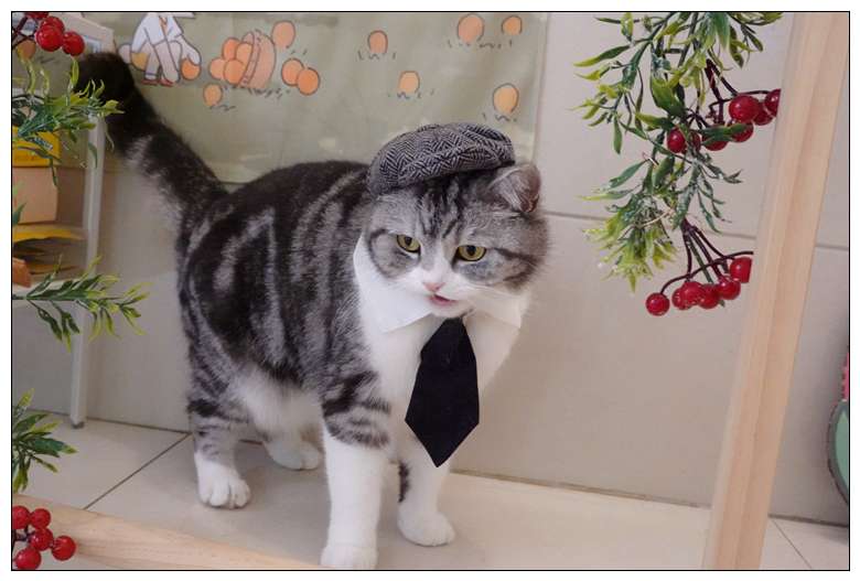 猫服  コスプレ | ビジネス猫のネクタイと帽子セット