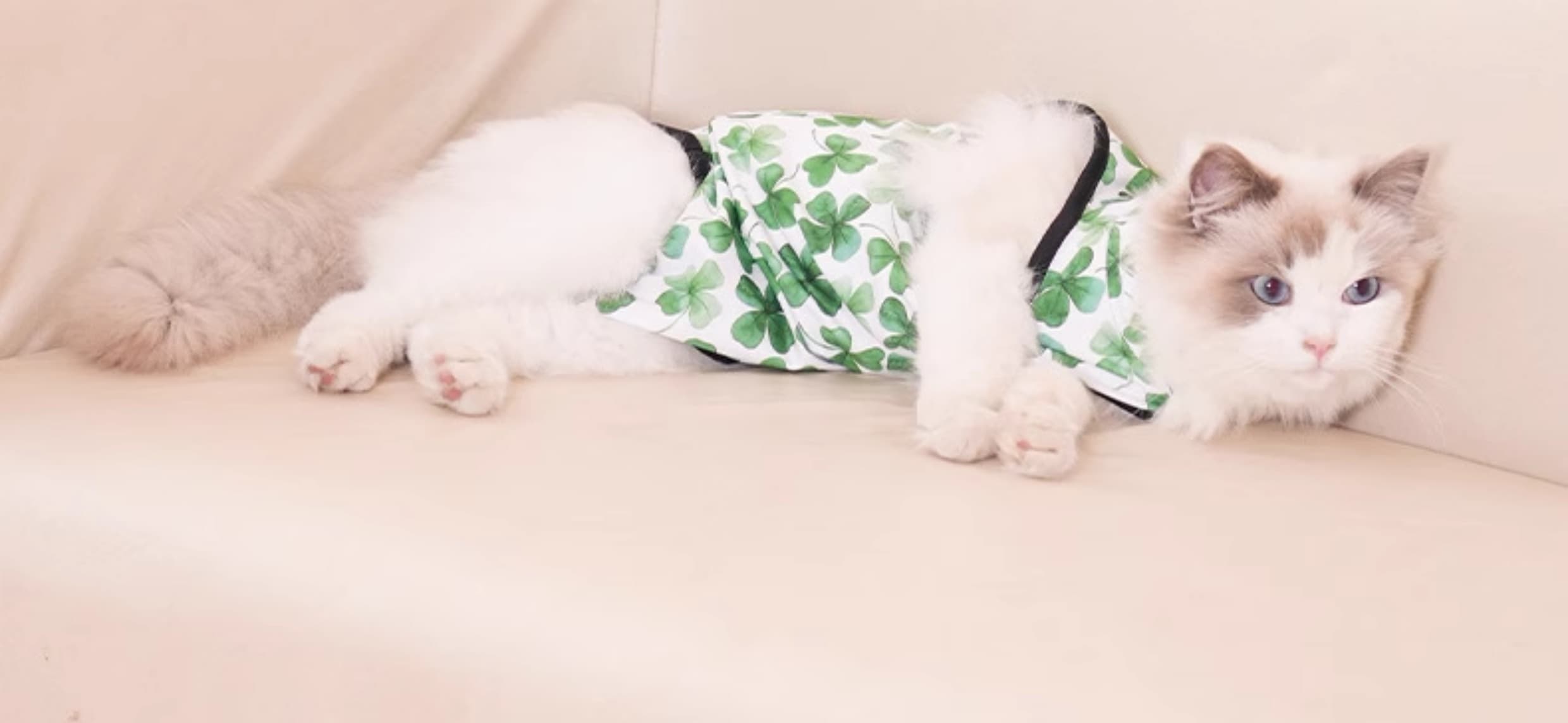 猫服  やさしい癒し術後ウェア