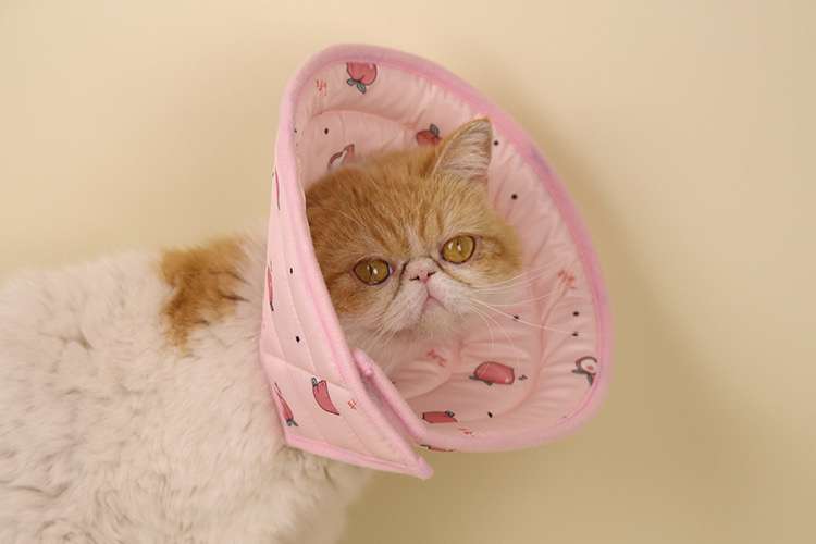 猫服 猫 エリザベスカラー | もふもふ猫ちゃん用パターンエリザベスカラー