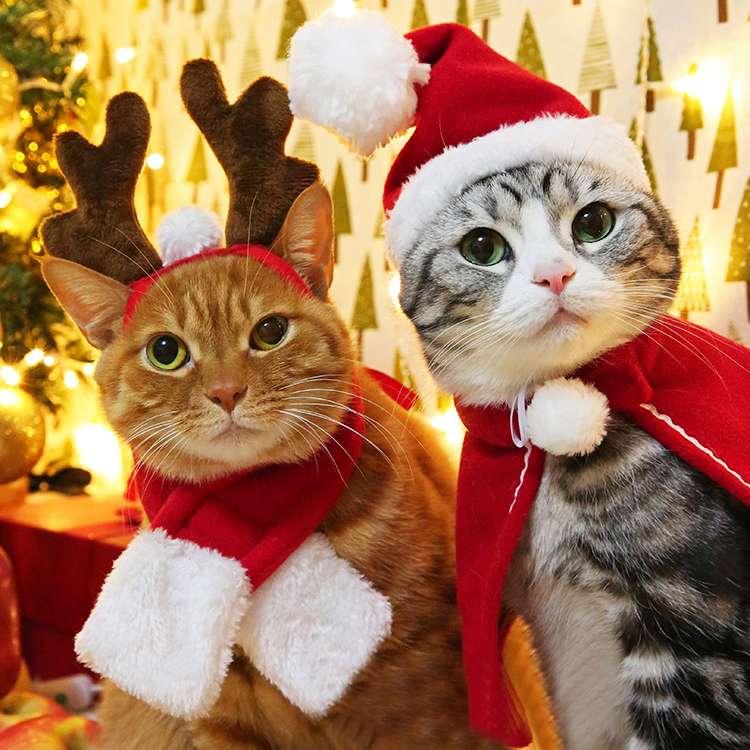 猫服  コスプレ | ねこちゃんのクリスマスコスチューム