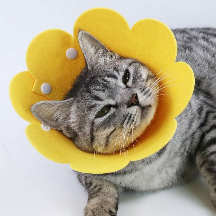 猫服 猫 エリザベスカラー | 花咲く猫のエリザベスカラー
