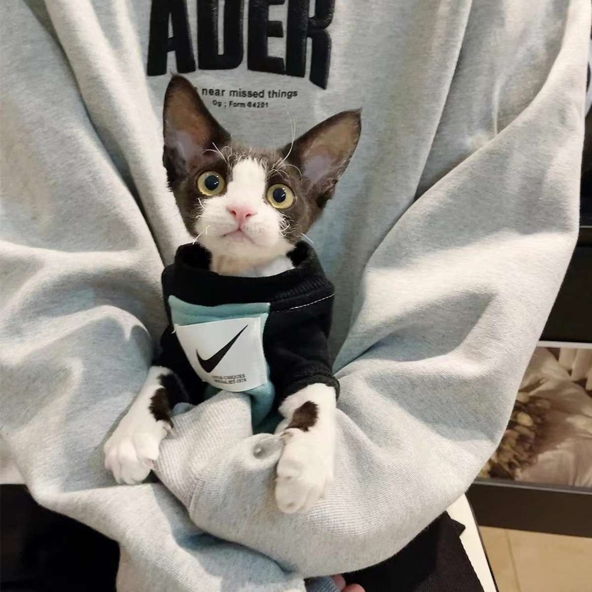 猫服  洋服 | 純血統のドイツカールキャット