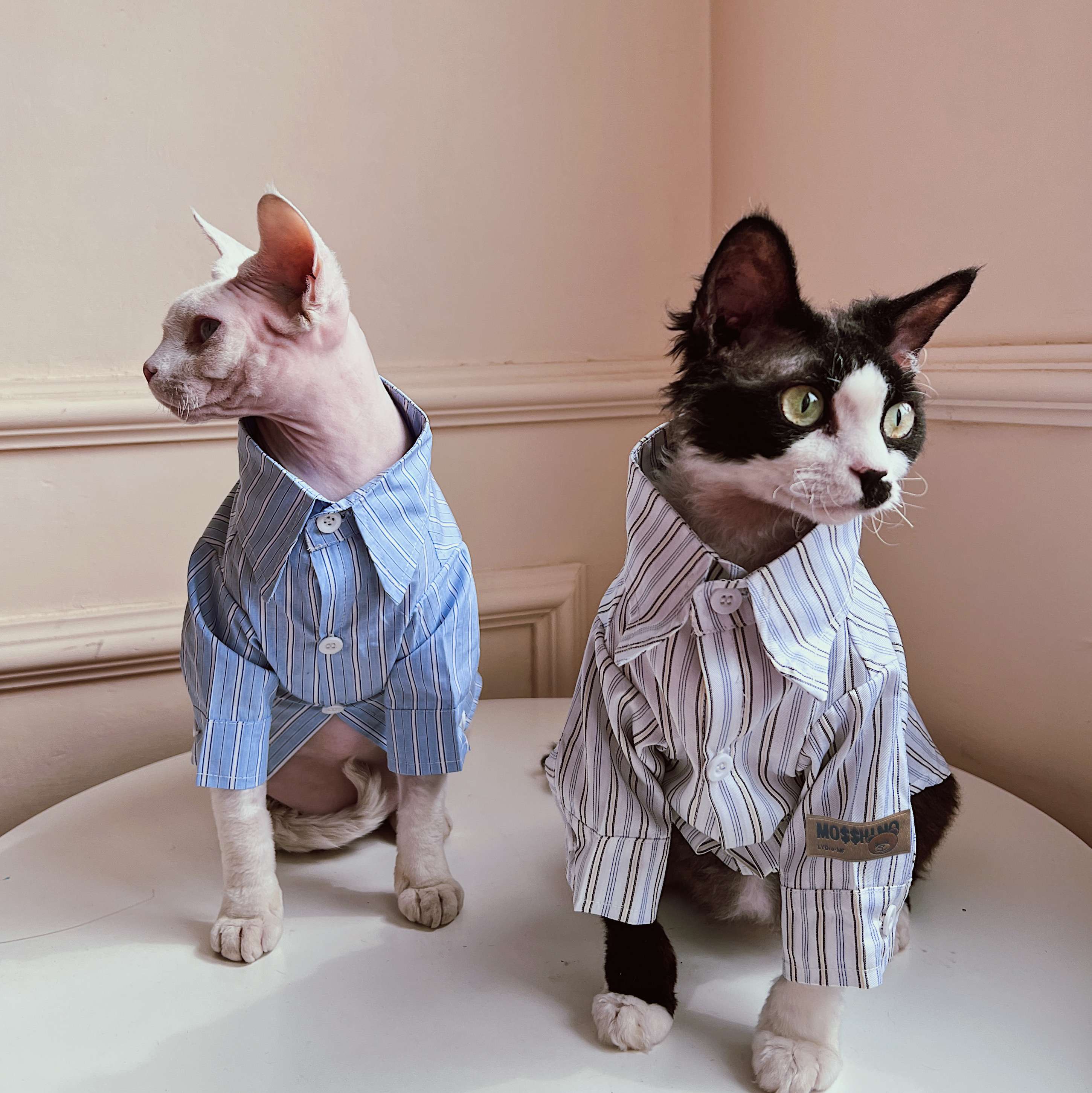 猫服  スフィンクス | スフィンクスのためのストライプパジャマ