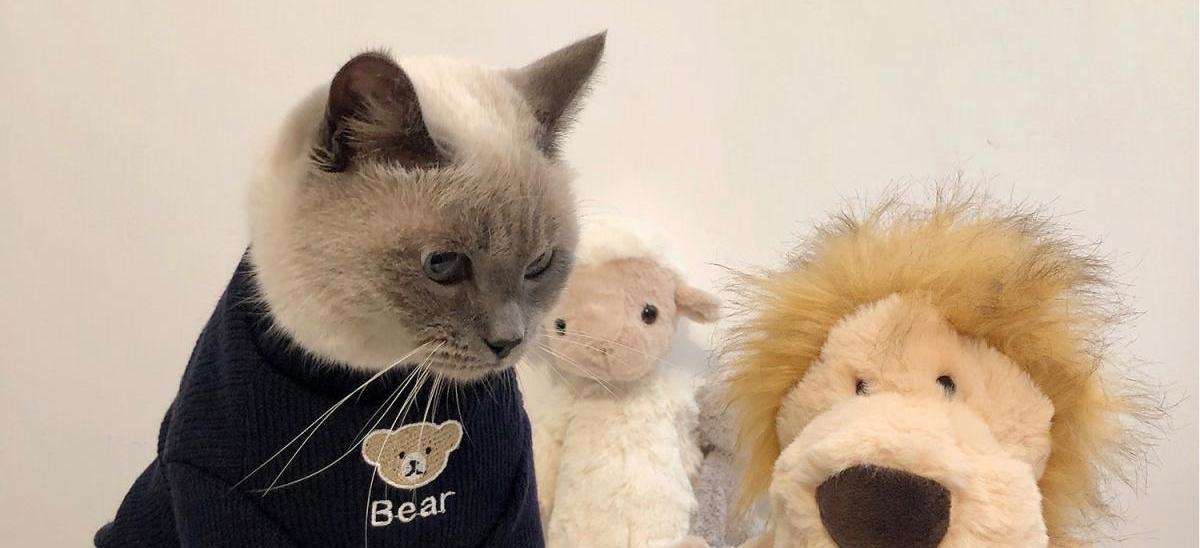 猫服 小熊刺繍入りふわもこ袖口あったか猫用編み上着