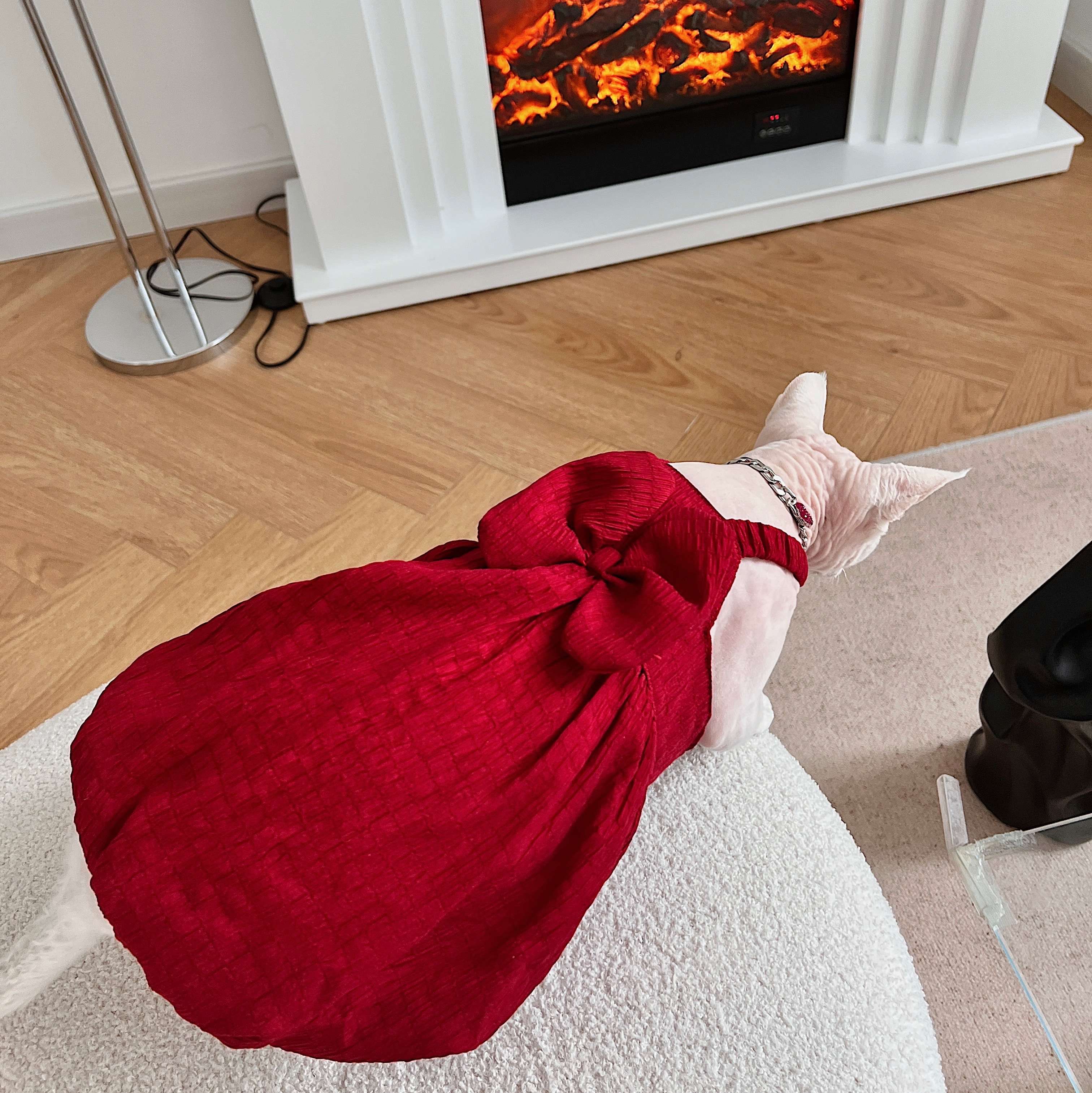 猫服  スフィンクス | スフィンクスの優雅な赤いドレス