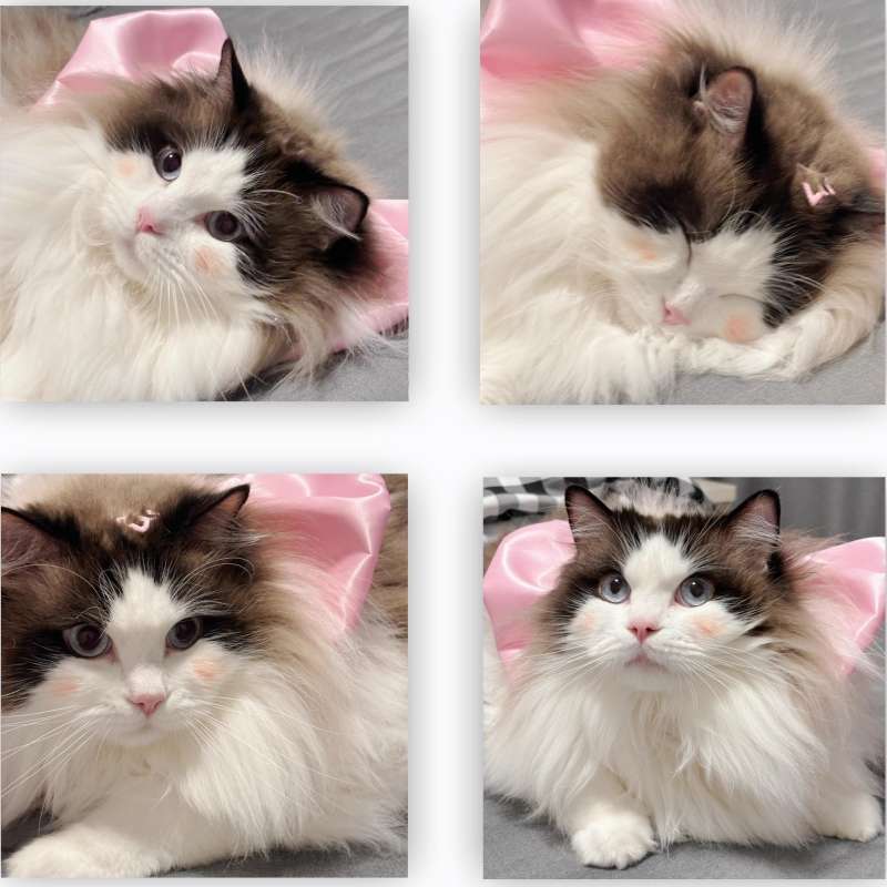 猫服  帽子 | ふわふわ姫様リボン猫耳キャップ