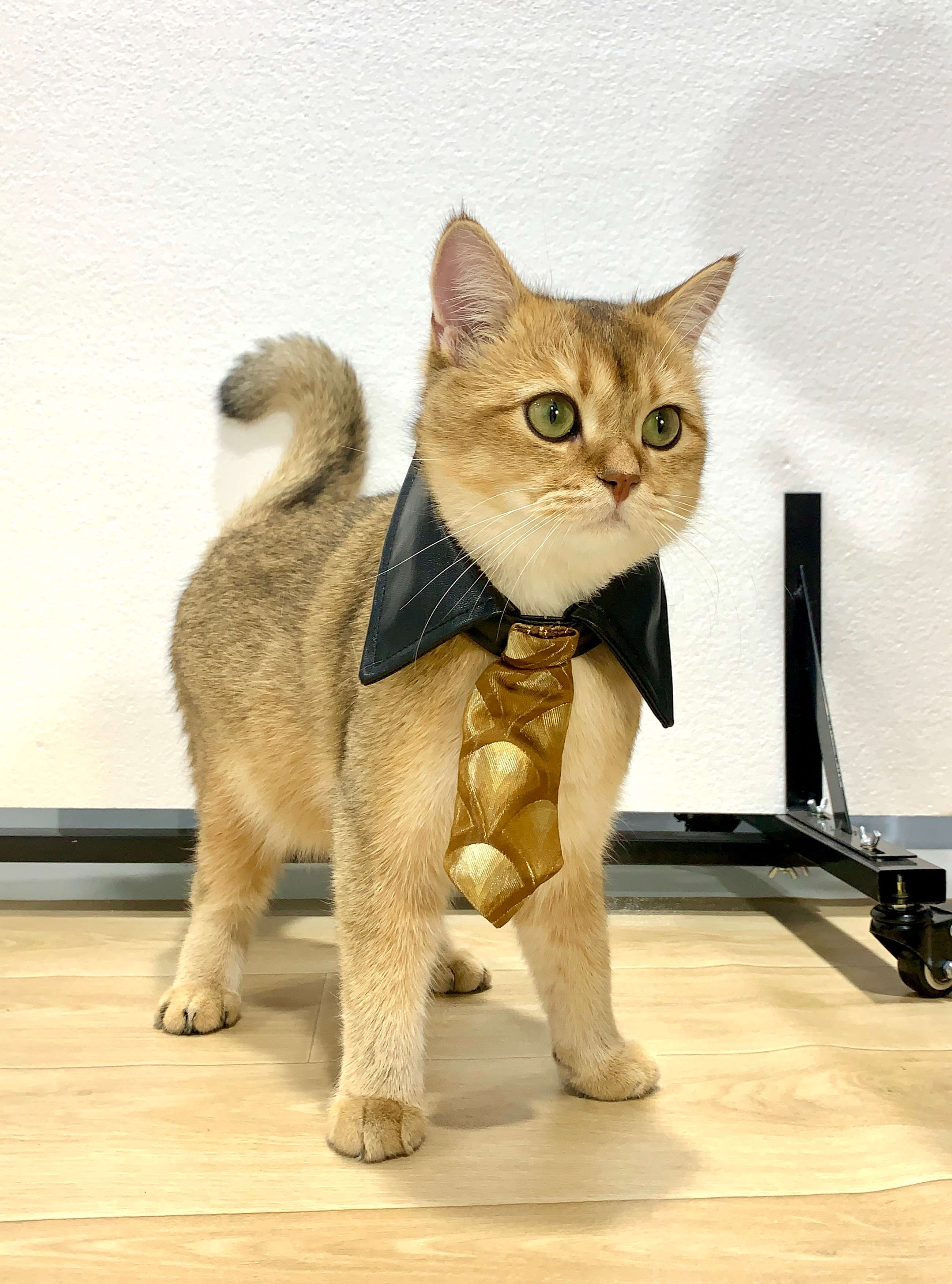 猫服  コスプレ | 猫用シャーロック・ホームズ風探偵コート