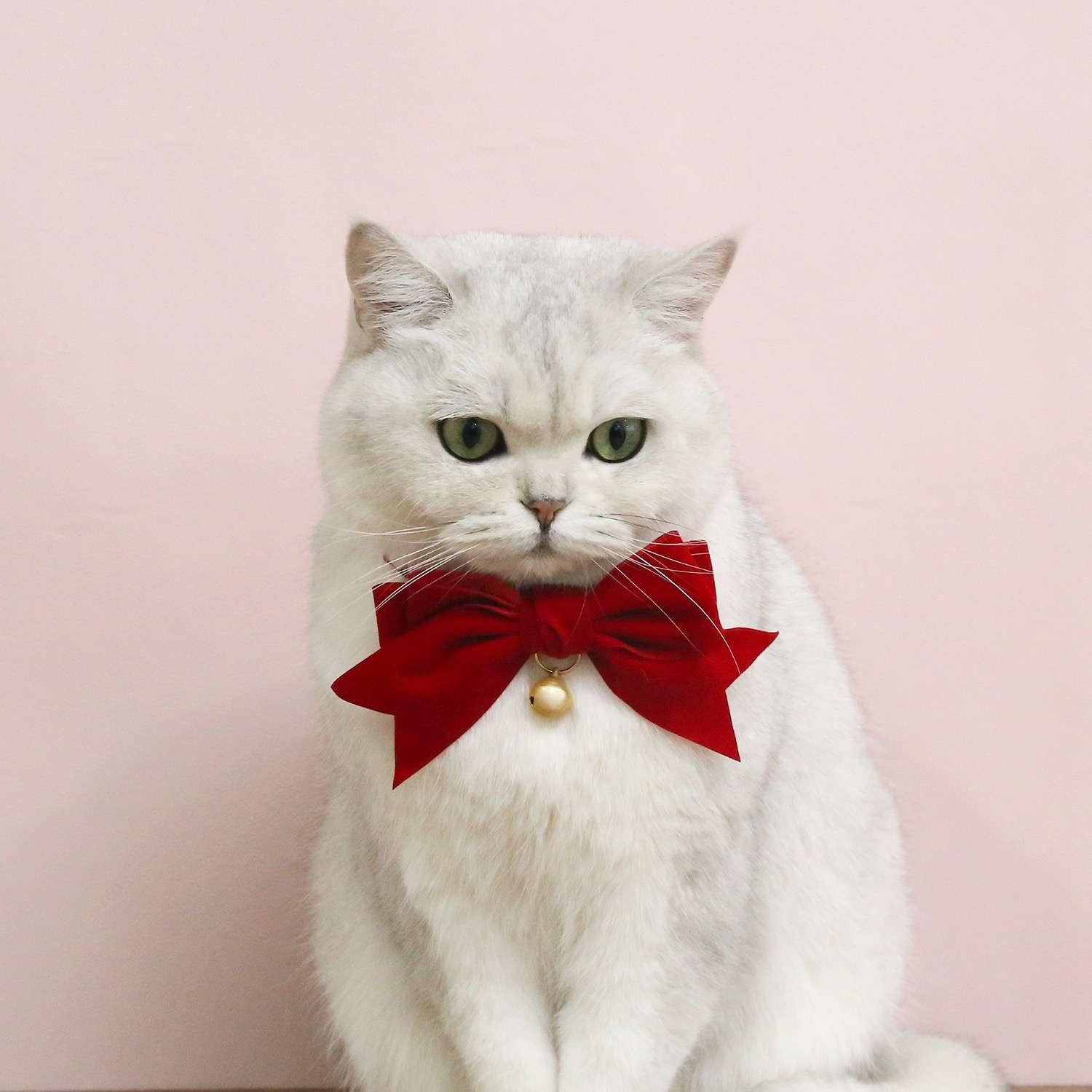 猫服  帽子 | ふわふわ猫用ベレー帽＆リボン首輪