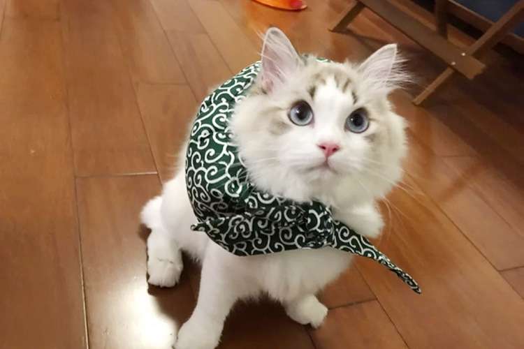 猫服  帽子 | 和風モダン猫用バンダナキャップ