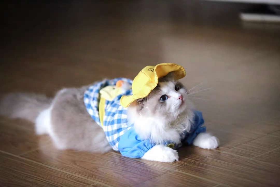猫服  洋服 | 猫用チェック柄オーバーオール
