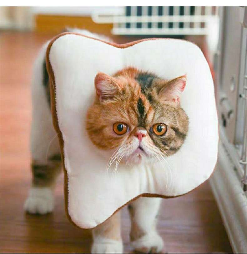 猫服 猫 エリザベスカラー | もふもふペット用食パンカラー