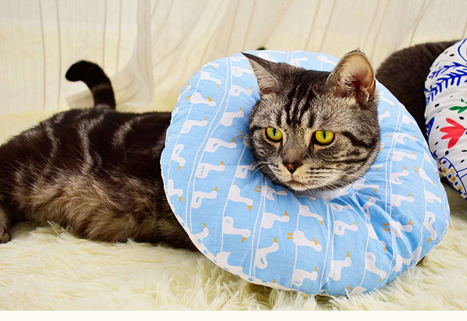 猫服 猫 エリザベスカラー | ふわもこペット用プリントエリザベスカラー