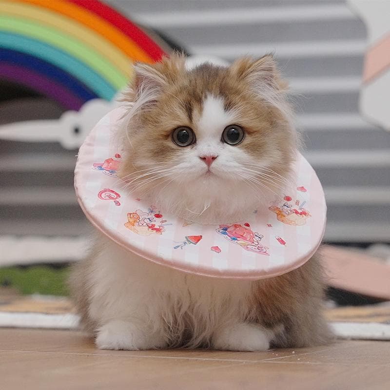 猫服 猫 エリザベスカラー | もふもふ猫ちゃんの優雅なエリザベスカラー
