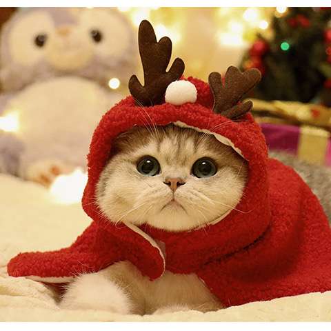 猫服  コスプレ | クリスマスツリー風キャットコスチューム