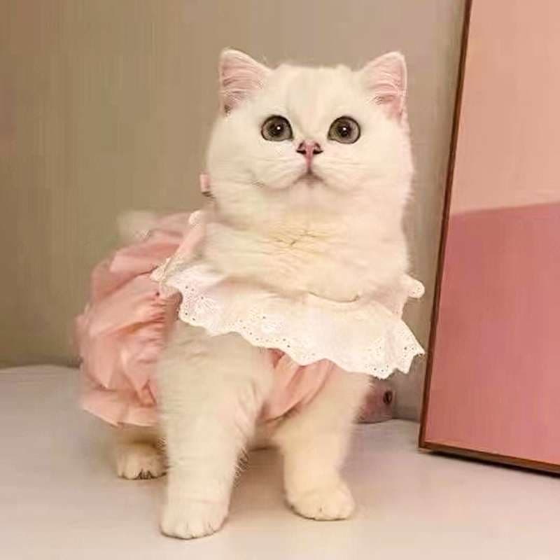 猫服  洋服 | ふわもこ猫ちゃん用レース付きワンピース