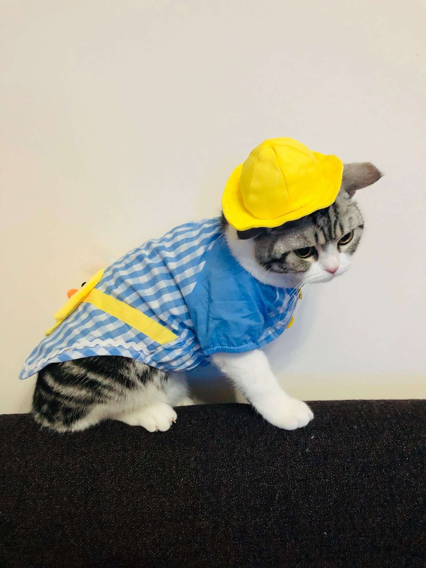 猫服  洋服 | 猫用チェック柄オーバーオール