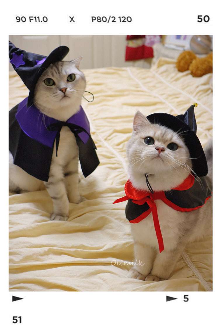 猫服  コスプレ | ハロウィン魔法使い猫コスチュームセット