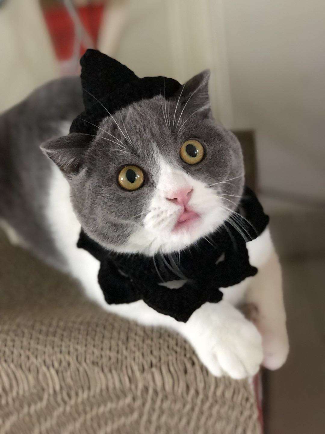 猫服  帽子 | 魔法使いの猫ちゃん帽子
