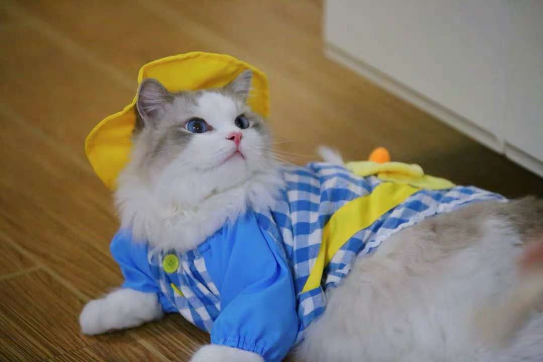 猫服  洋服 | 猫用チェック柄オーバーオール
