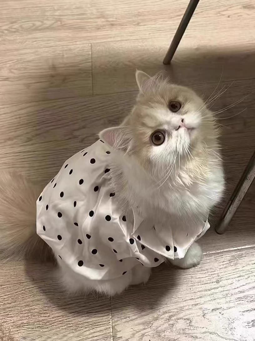 猫服  水玉フリルワンピース
