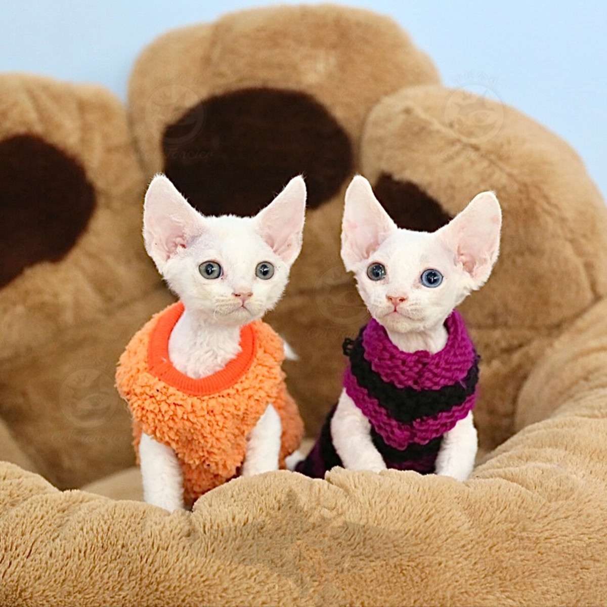 猫服  洋服 | 純血統のドイツカールキャット