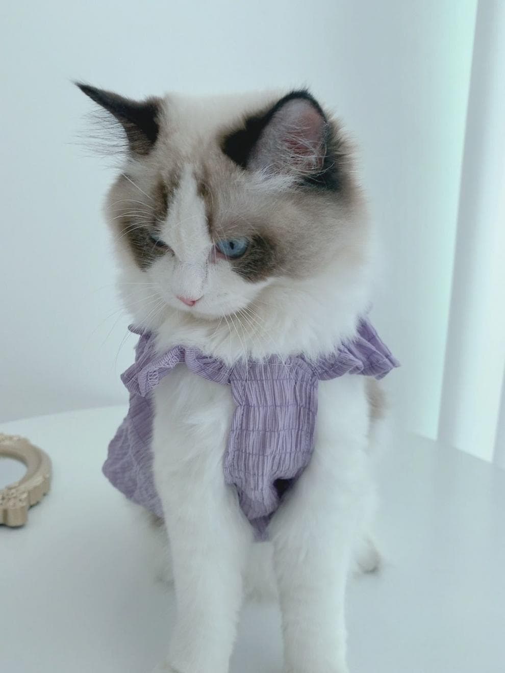 猫服 ふんわり天使の羽根ギャザーワンピース