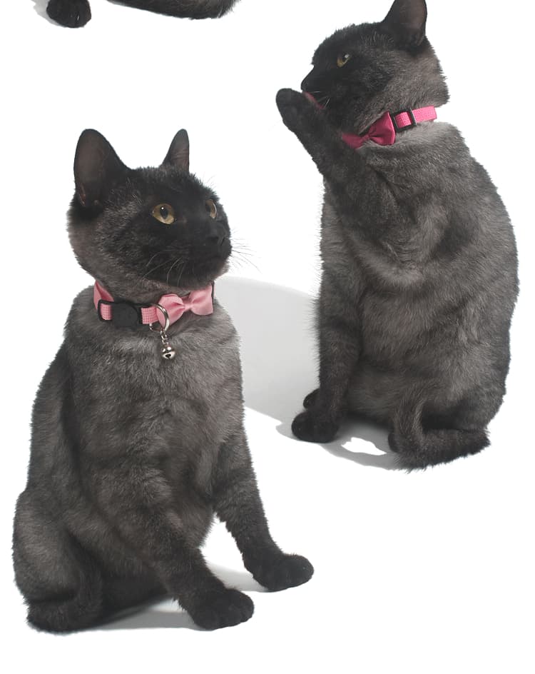 猫服 愛らしいリボン付き猫用セーフティー首輪