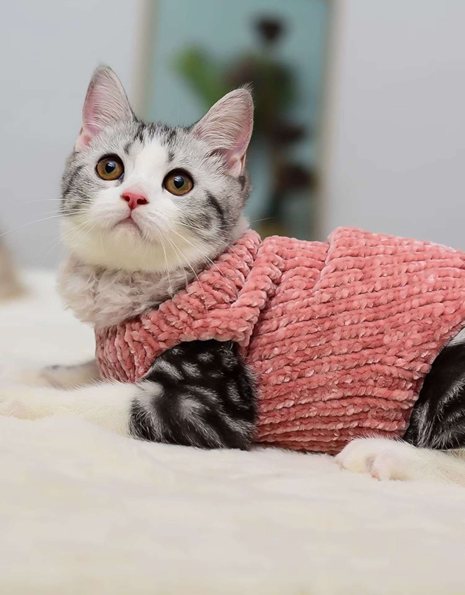 猫服 スフィンクス | ふわもこスフィンクスの防寒ニット