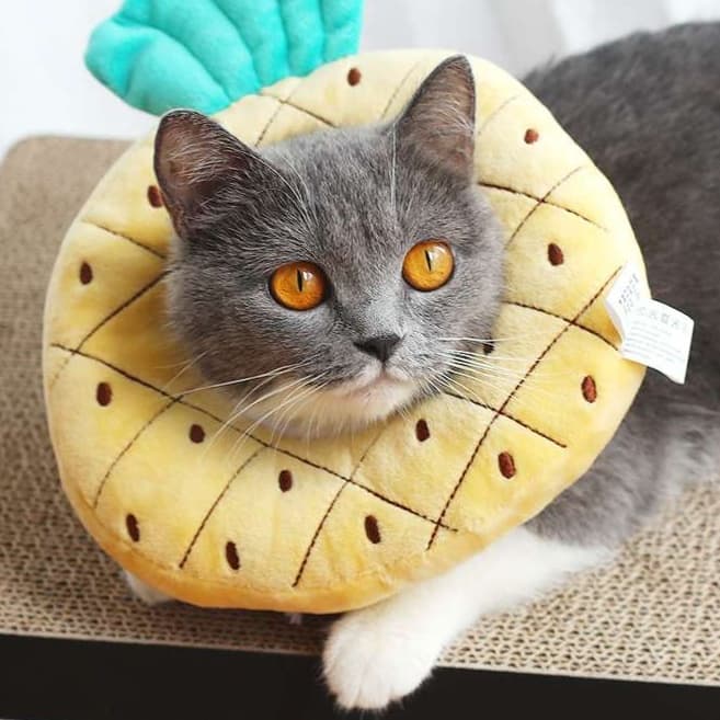 猫服 猫 エリザベスカラー | フルーツ猫カラー 癒しのトロピカルコレクション