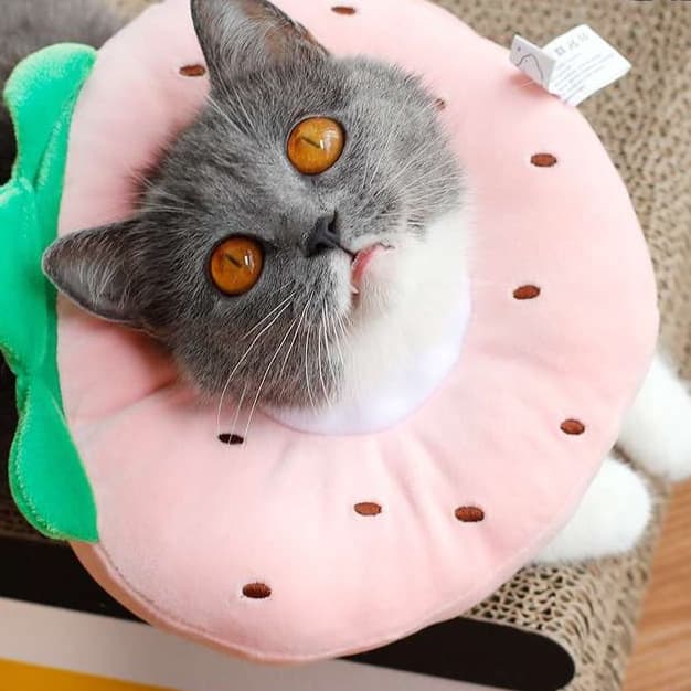 猫服 猫 エリザベスカラー | フルーツ猫カラー 癒しのトロピカルコレクション