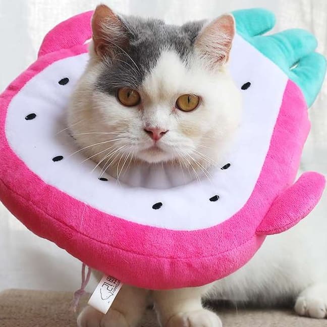 猫服 猫 エリザベスカラー | フルーツ猫カラー 癒しのトロピカルコレクション