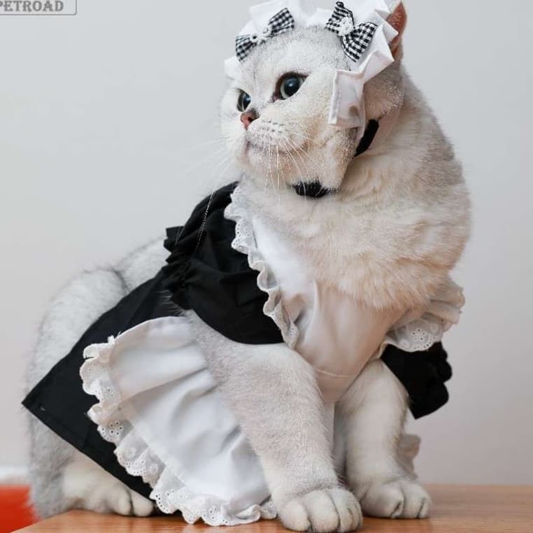 猫服 コスプレ | メイド風フリルワンピース