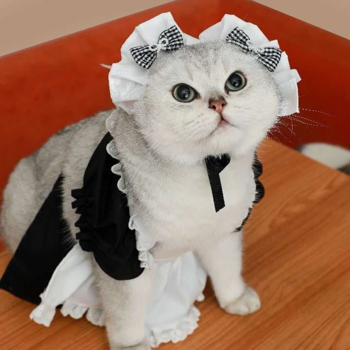 猫服 コスプレ | メイド風フリルワンピース