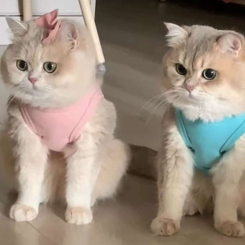 猫服 防寒服 | ふわもこキャットウォーマー