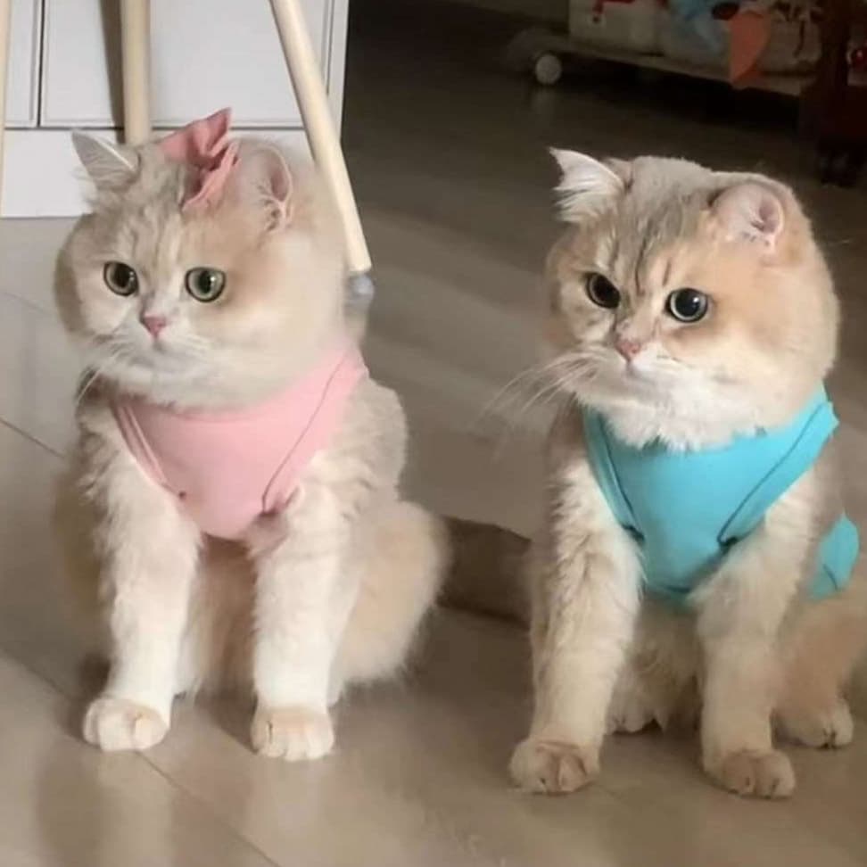 猫服 防寒服 | ふわもこキャットウォーマー