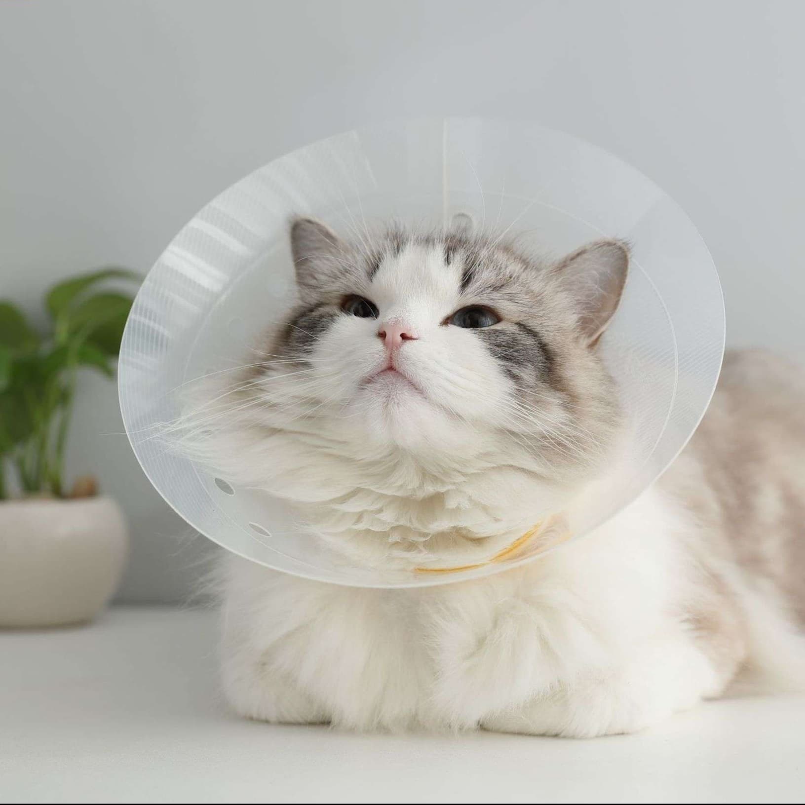 猫服 猫 エリザベスカラー | ふわもこ安心エリザベスカラー