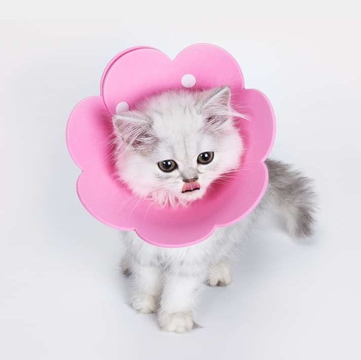 猫服 猫 エリザベスカラー | ふわふわ花びらの首輪