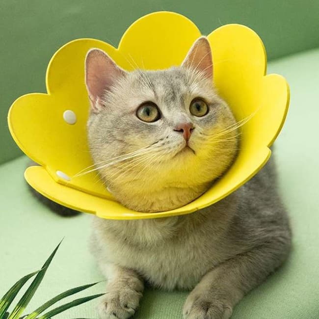 猫服 猫 エリザベスカラー | お花型エリザベスカラー