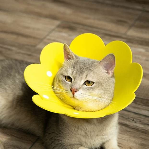 猫服 猫 エリザベスカラー | お花型エリザベスカラー