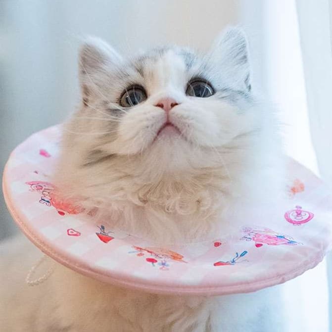 猫服 猫 エリザベスカラー | もふもふ猫ちゃんの優雅なエリザベスカラー