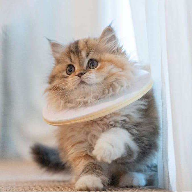 猫服 猫 エリザベスカラー | もふもふ猫ちゃんの優雅なエリザベスカラー