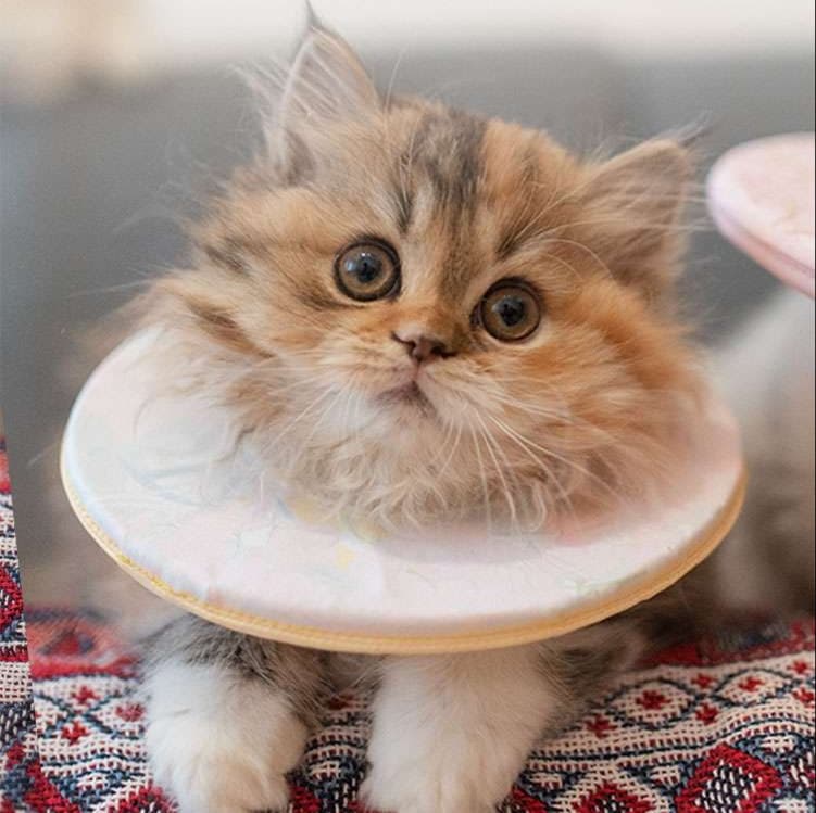 猫服 猫 エリザベスカラー | もふもふ猫ちゃんの優雅なエリザベスカラー