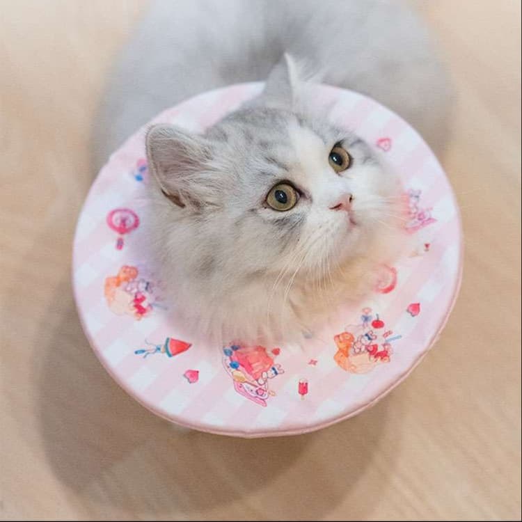 猫服 猫 エリザベスカラー | もふもふ猫ちゃんの優雅なエリザベスカラー