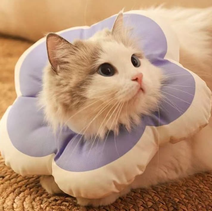 猫服 猫 エリザベスカラー | ぷかぷか寛ぎエリザベスカラー