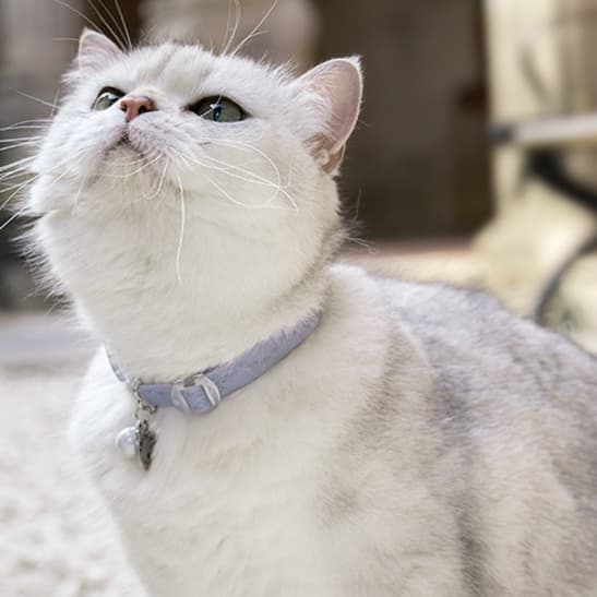 猫服 シンプル安心首輪