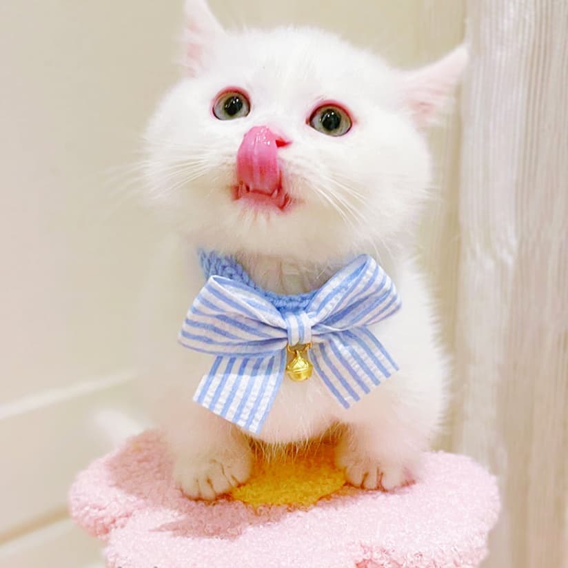 猫服 ふんわり蝶結び飾り付き首輪